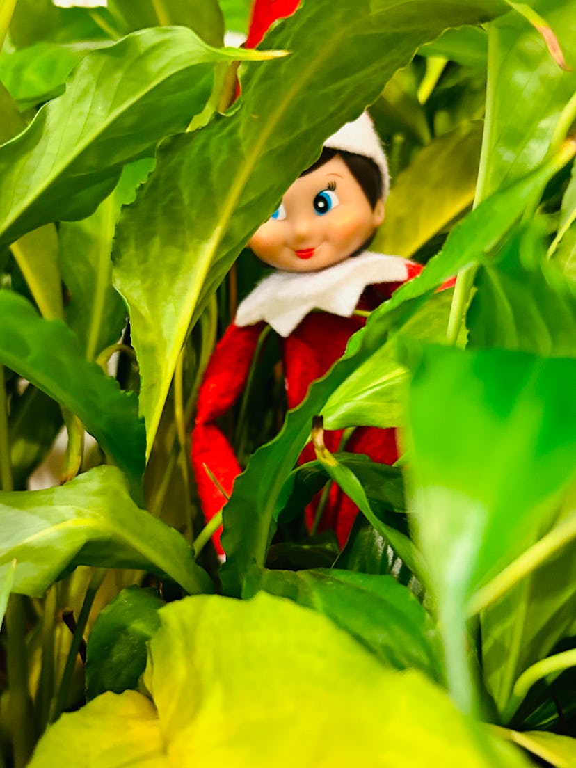 elf on the shelf hiding in some plants