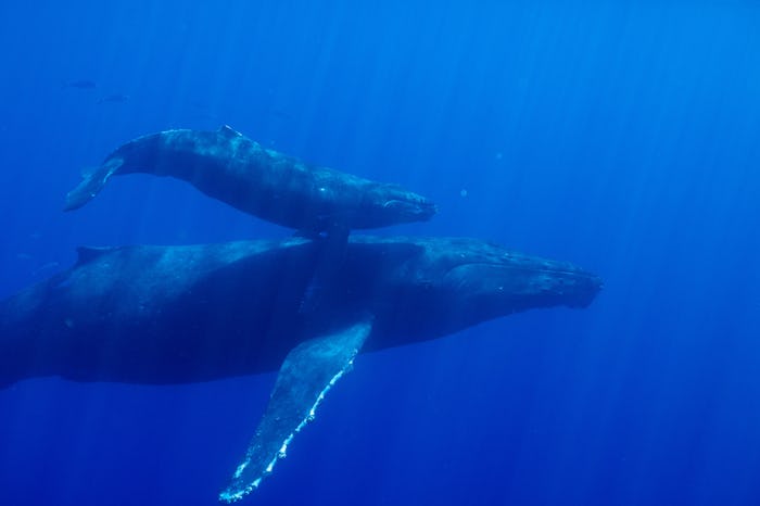 A still from “Ocean Odysseys" episode from NatGeo's 'Incredible Animal Journeys'