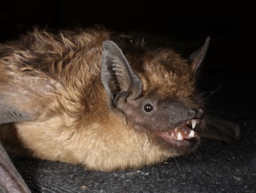 A serotine bat.