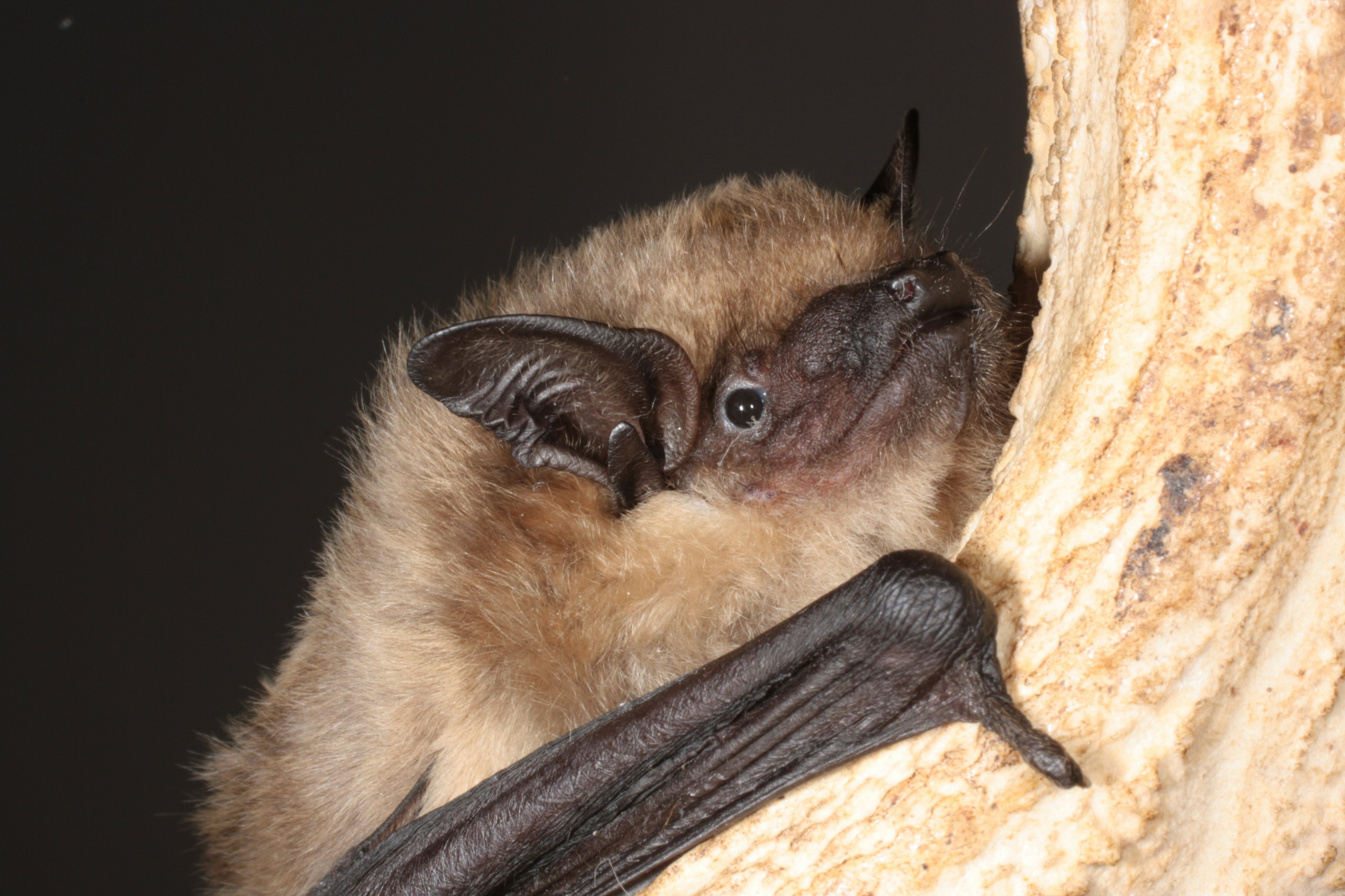 Bat Sex Is Vastly Different from Other Mammals,…