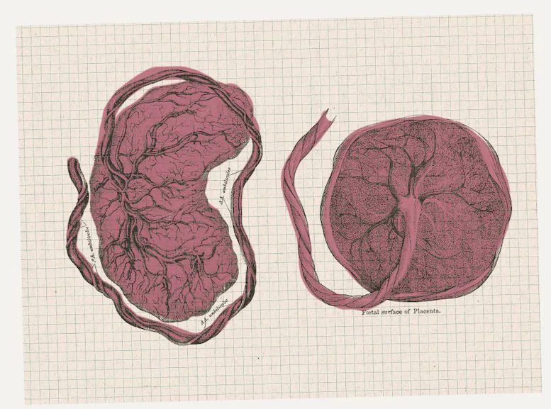 This Simple Screening Could Prevent 30% Of Stillbirths. Why Aren’t ...