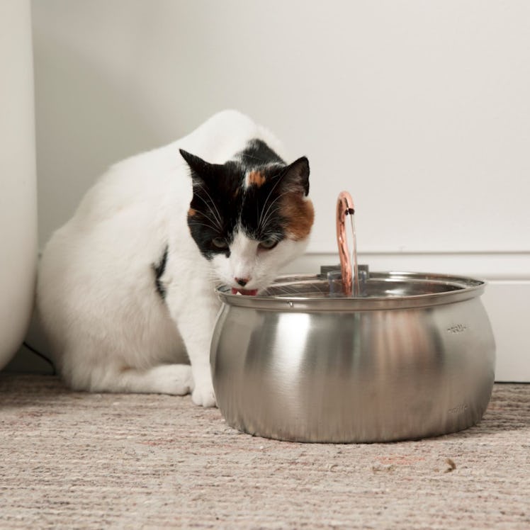 The KittySpout Cat Water Fountain