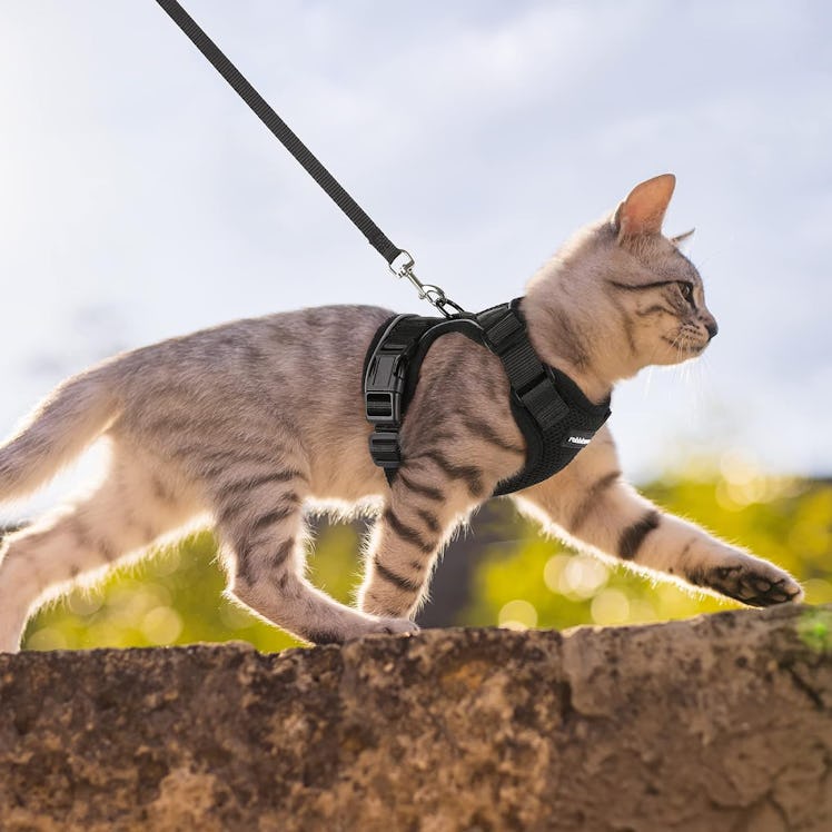 rabitgoo Cat Harness and Leash