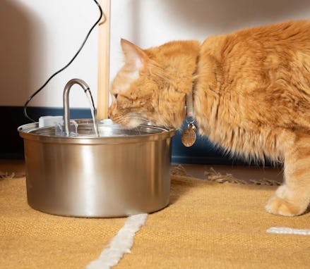 orange cat drinking from KittySpout water fountain
