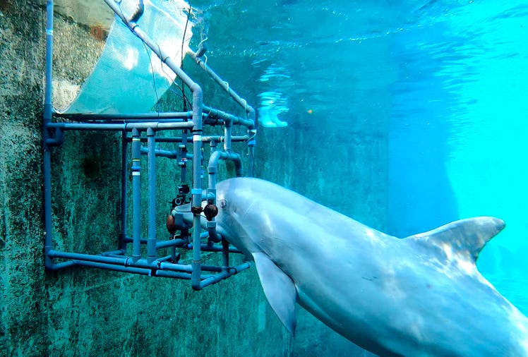 A bottlenose dolphin places her beak on a metal bar as part of a trial to test her electroreception.