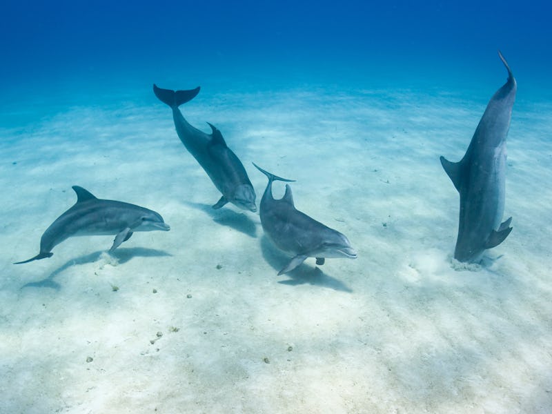 Four bottlenose dolphins scavenge for food in sediment.