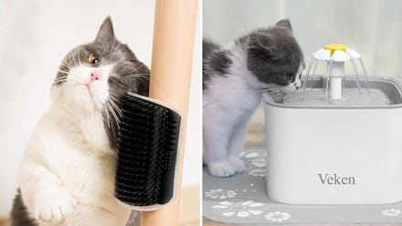 weird things for your cat that are so damn clever