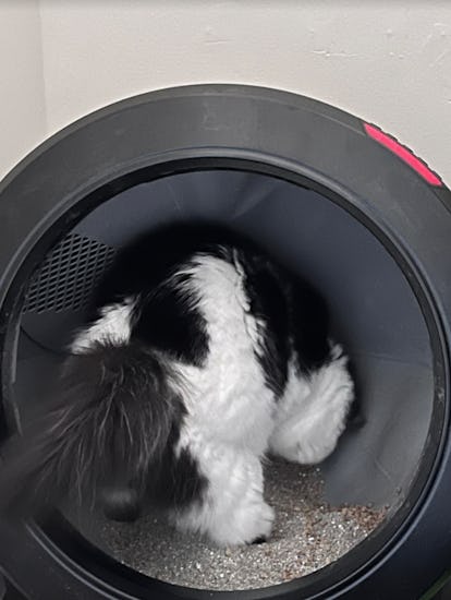 A cat inside Litter-Robot 4