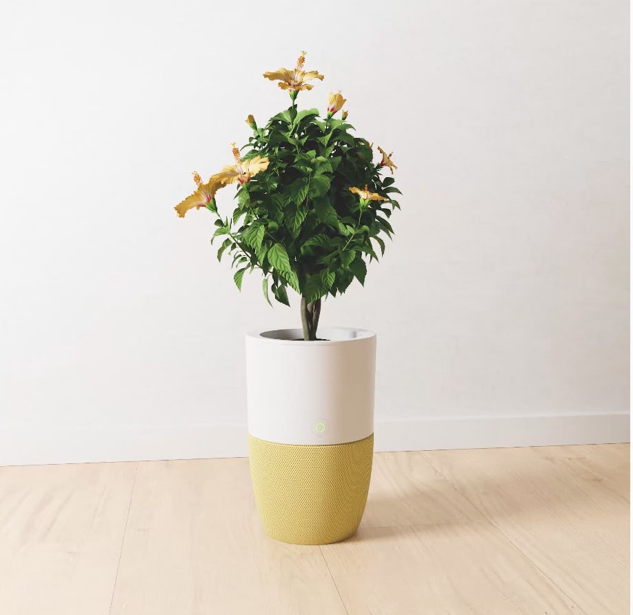 Dupray Bloom Air Purifier