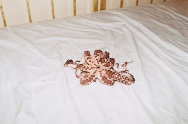 Juergen Teller, Octopussy. Rome, 2008.