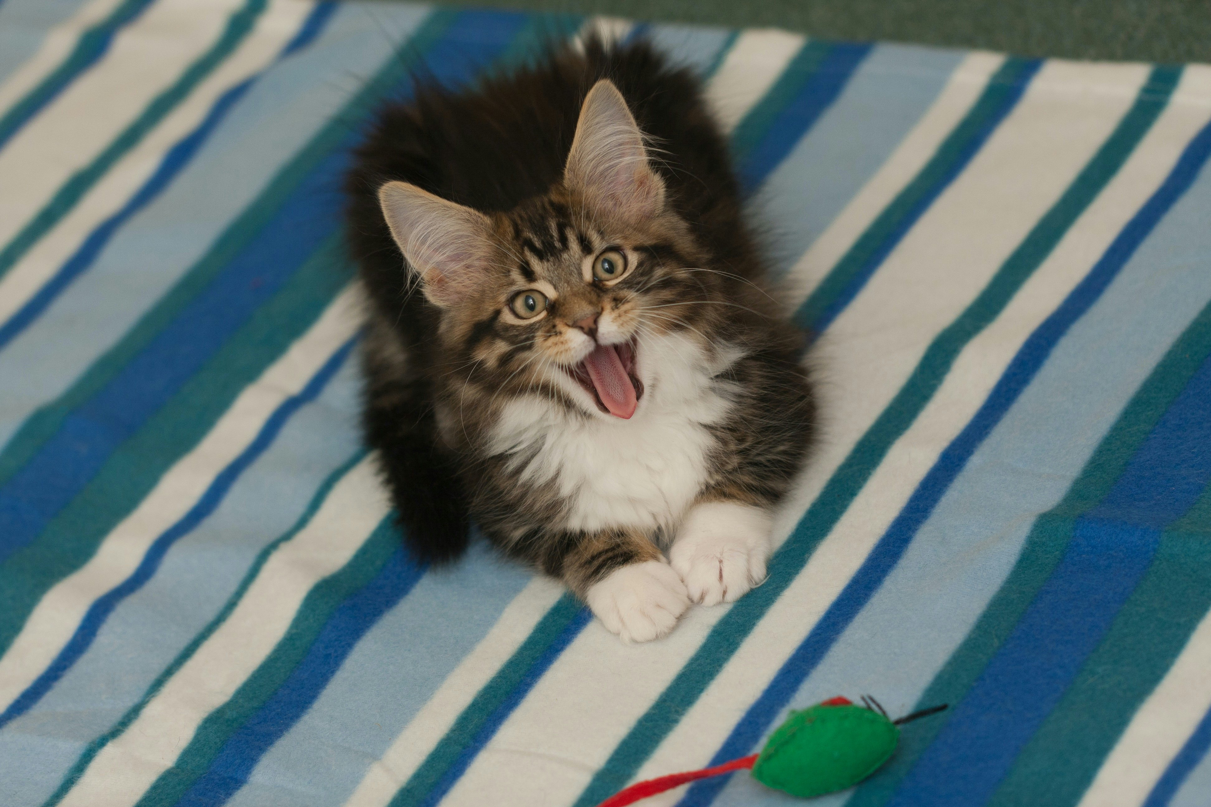 Yes, Cats Play Fetch. Now Scientists Are Finally Figuring Out Why