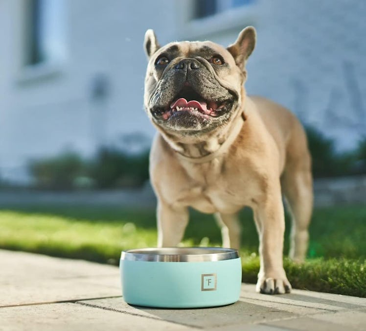 IRON °FLASK Dog Bowl 