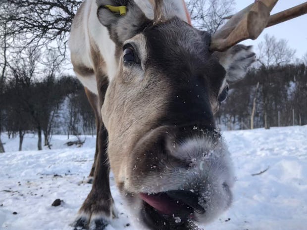 A reindeer licks the camera lens.