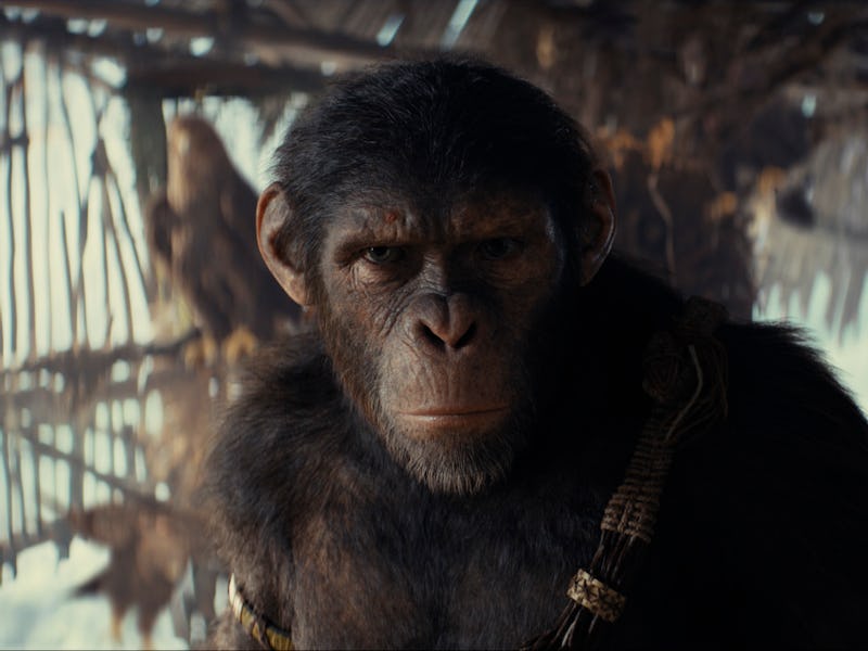 Noa in 'Kingdom of the Planet of the Apes'