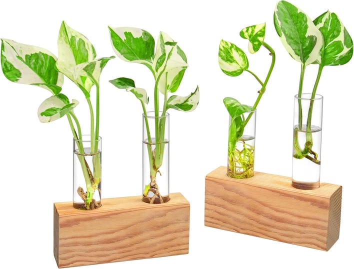 Ivolador Crystal Tube Plant Terrarium in Wooden Stand