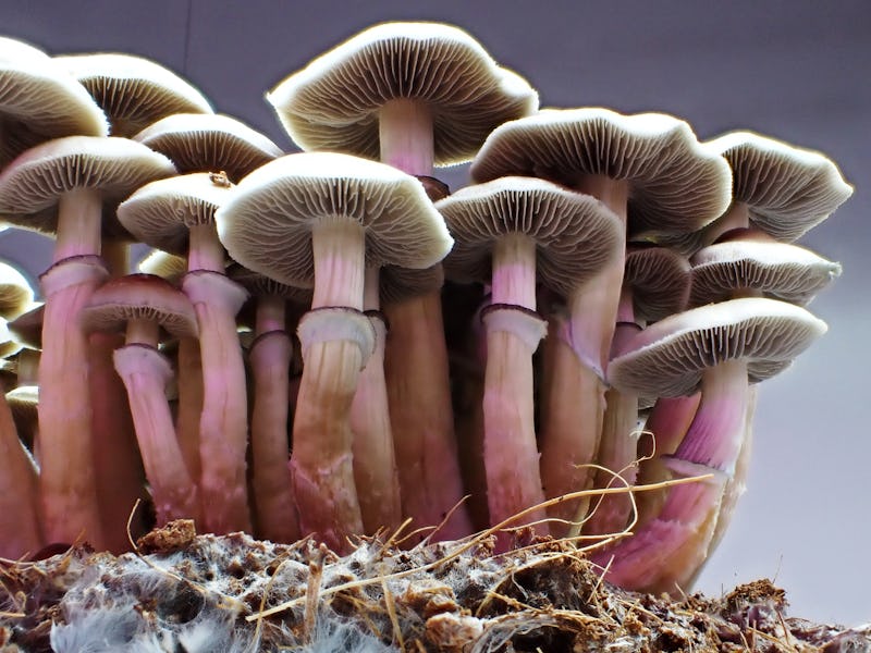 A strain of cultivated magic mushrooms, named B+, grown at start-up Funky Fungus.