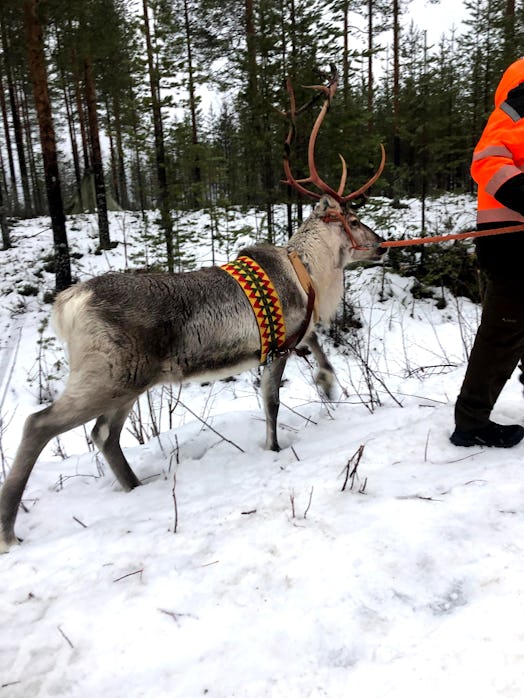 reindeer in Lapland, Rovaniemi, Finland.
