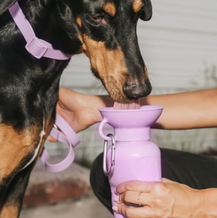 Springer Dog Water Bottle