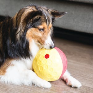 Outward Hound Interactive Treat-Dispensing Puzzle Dog Toy