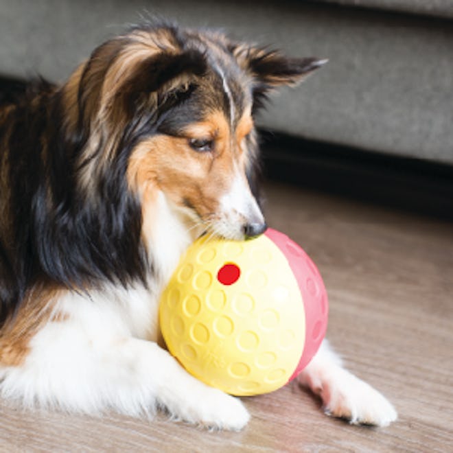 Outward Hound Interactive Treat-Dispensing Puzzle Dog Toy