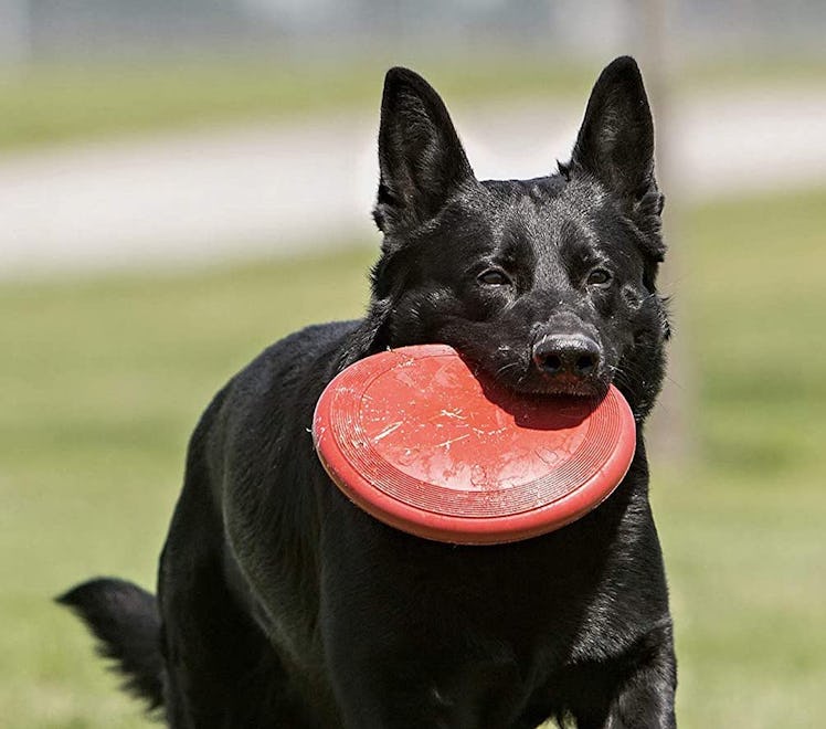 KONG Flyer Dog Disc