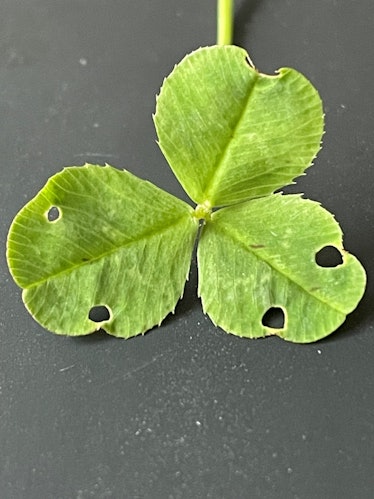 A green three-leaf clover on a table with two sets of symmetrical holes present on the bottom two le...