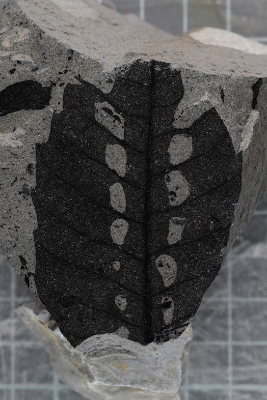 A fossilized leaf with symmetrical holes on either side