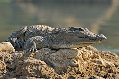 crocodile on some rocks (is what my dry skin feels like)