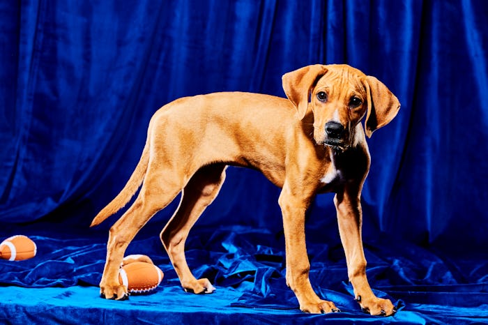 A puppy named Tom Barky is one of the pups competing in Puppy Bowl XIX on Sunday, Feb. 12.