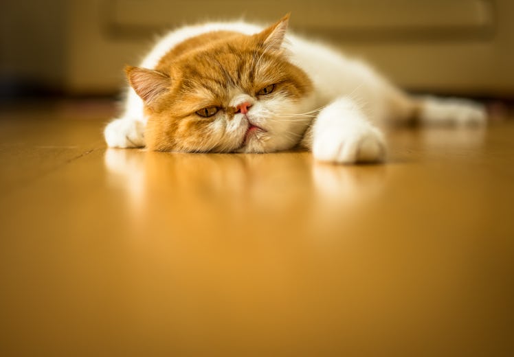Tired cat lying on the ground