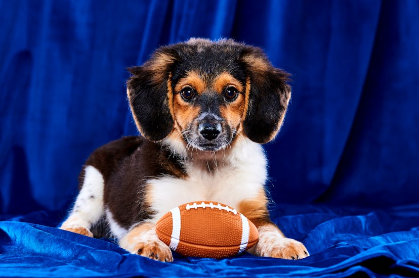 Puppy Bowl XIX premieres on Sunday, Feb. 12, 2023, at 2 p.m. EST/11 a.m. PST.