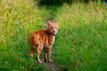 Cat standing in grass