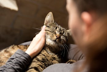 Owner cuddling cat