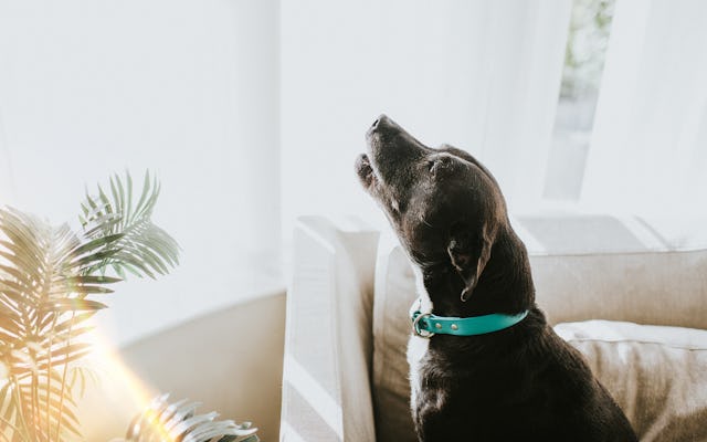Dogs may bark often for a variety of reasons, and figuring out what they are can help curb the behav...
