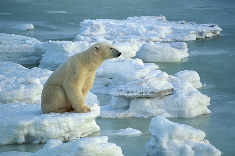 Polar bear sitting on a small iceberg