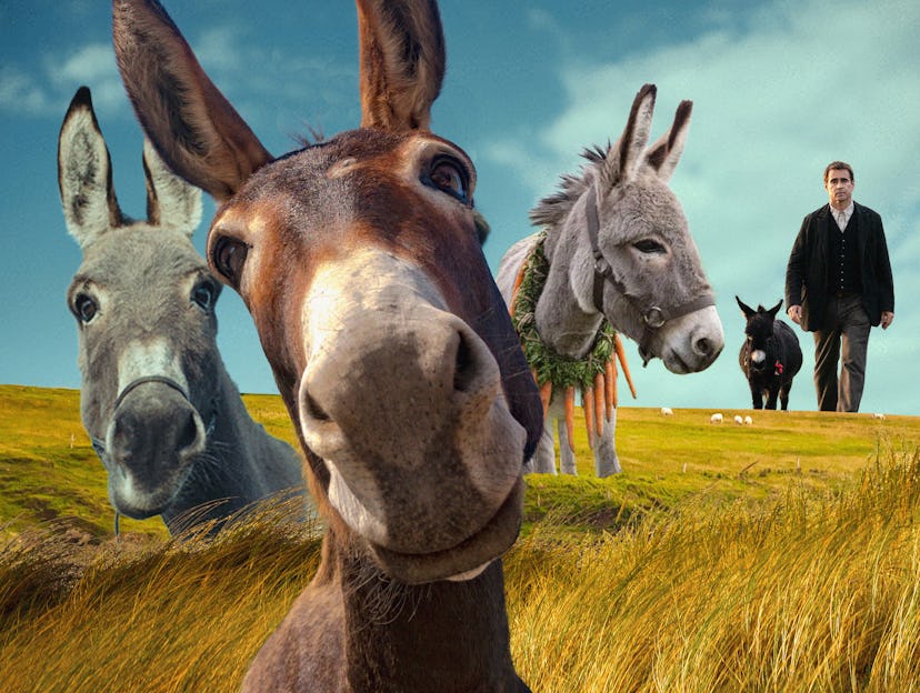 Donkeys from 'The Banshees of Inisherin' and 'EO.'