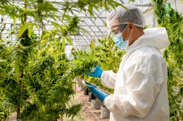 Professional researchers use tablet checking plants in a hemp field