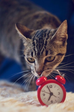 Cat looking at red clock
