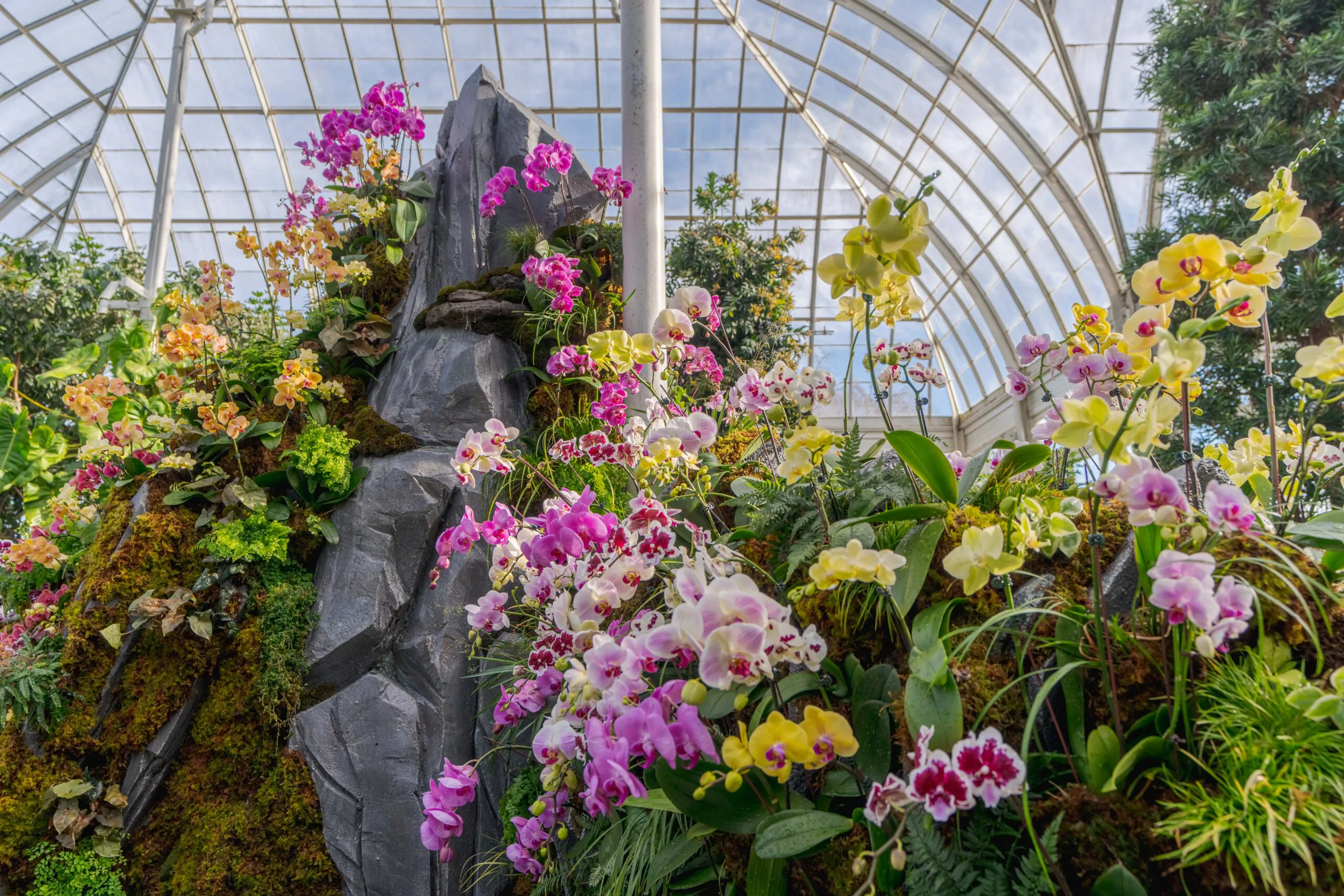 Lily Kwong's New York Botanical Garden Orchid Show Is A Meditative