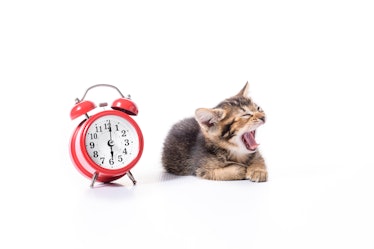 Cat yawning next to red alarm clock