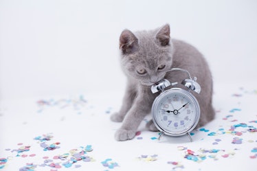 Cat cradling a clock