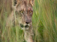 Lion hunting in grass closeup