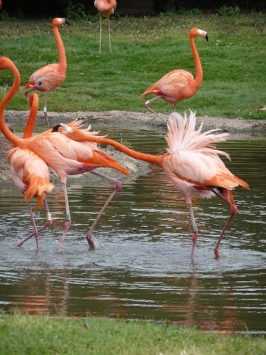Five pink flamingos in water.