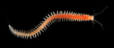 Platynereis dumerilii  worm with many legs