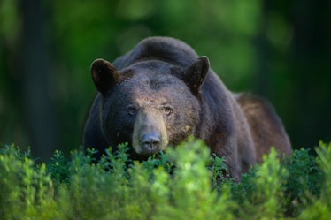 Black bear peering behind grass