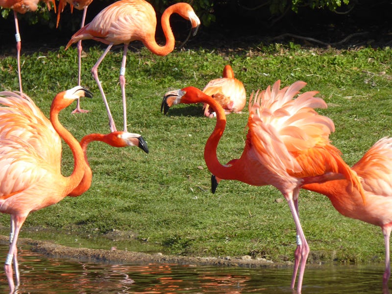 Pink flamingos in water.