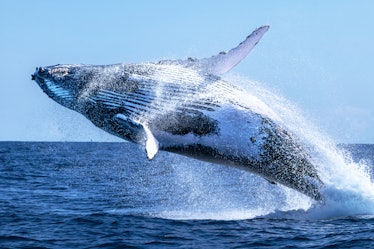 Humpback whale jumping out the water