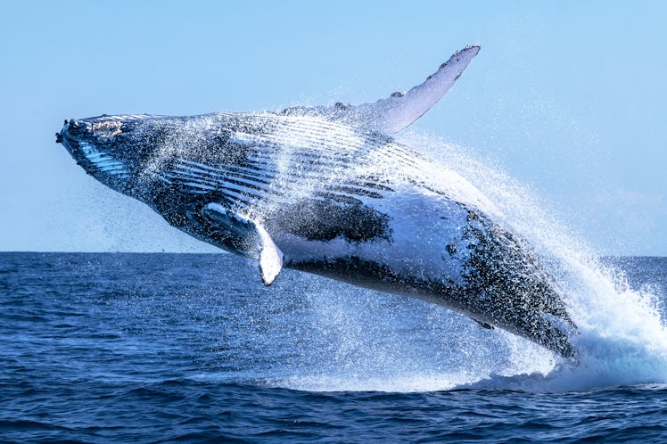 Humpback whale jumping out the water