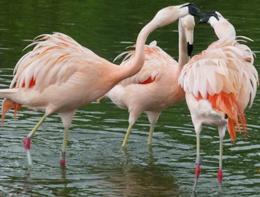 Three pink flamingos standing in water.