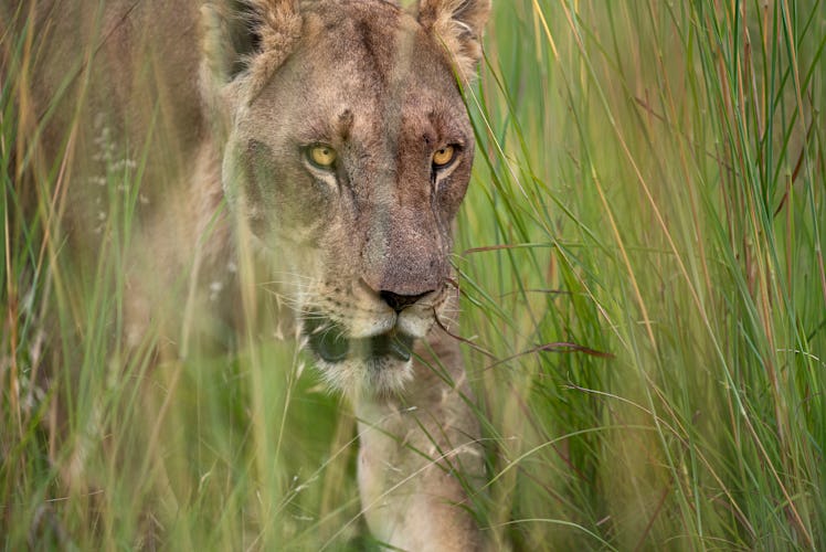 Lion hunting in grass